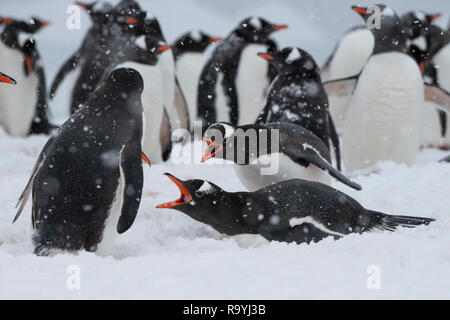 Antarktis, errera Channel, Danco Island. Nesting Gentoo Pinguine im Schnee Sturm. Stockfoto