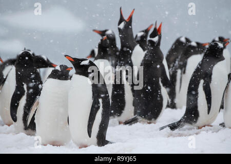 Antarktis, errera Channel, Danco Island. Gentoo Pinguine im Schnee Sturm. Stockfoto