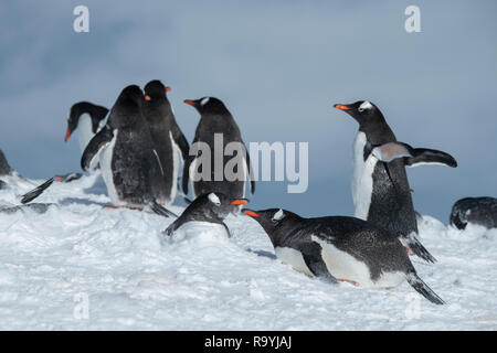 Antarktis, gerlache Strait, Palmer Archipel, Wiencke Island, Damoy Punkt. Nesting Gentoo Penguins. Stockfoto