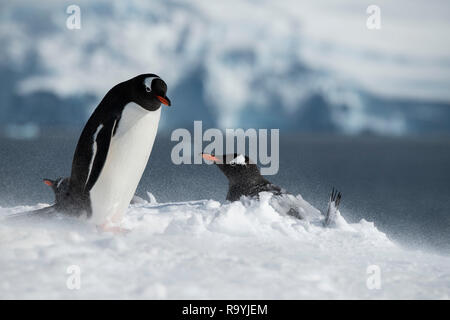 Antarktis, gerlache Strait, Palmer Archipel, Wiencke Island, Damoy Punkt. Nesting Gentoo Penguins im Schneegestöber. Stockfoto