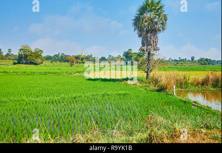 Die hohen Palme wächst zwischen der Paddy-Feld, Wiese und Wasser aus dem Tank des landwirtschaftlichen Bereich Ava (inwa), Myanmar. Stockfoto