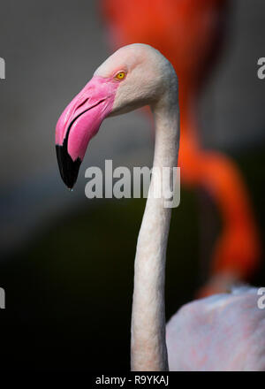 Mehr Flamingo (Phoenicopterus Roseus) Sport die magenta-rot Bill stehen heraus von der Lachs farbige Amerikanische Flamingos Stockfoto