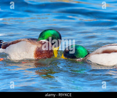 Stockente Anus Platyrhyncha Drakes kämpfen Stockfoto