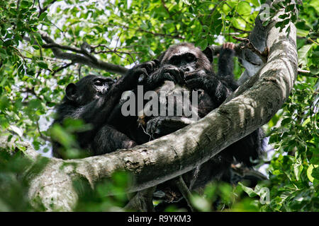 Östliche Schimpanse (Pan troglodytes schweinfurthii) Fütterung auf getötet Colobus Monkey, Gombe Stream Nationalpark, Tansania Stockfoto
