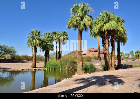 Papago Park am Stadtrand von Phoenix und Tempe, AZ, mit Wüste Landschaft plus kleiner See, Palmen, USA Stockfoto