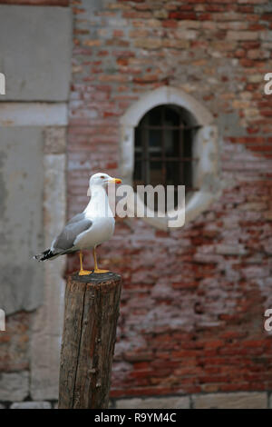 Campiello del Piovàn, Santa Croce, Venedig, Italien: eine Möwe Sitzstangen auf eine Verankerung in den Rio di Zan Degola Stockfoto