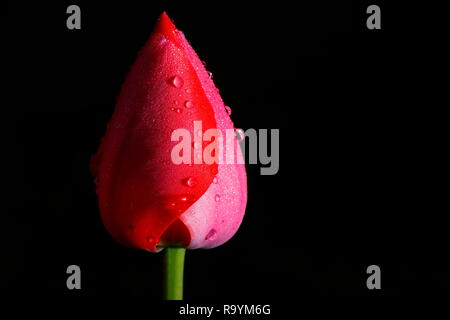 Eine Nahaufnahme eines roten Tulpe geschlossen Kopf in Wassertropfen bedeckt. Stockfoto