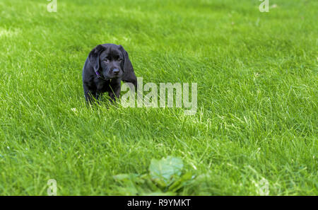 7 Wochen alter schwarzer Labrador Retriever Welpen steht im hohen Gras. Stockfoto