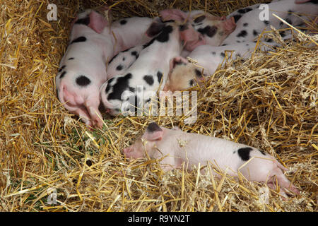 Gloucestershire alten Ort Ferkel Stockfoto