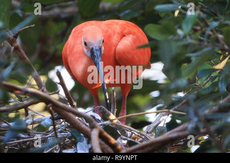 Ein scarlet Ibis ist hier abgebildet. Dies ist ein Wild Bird Foto aus der Everglades in Florida, USA. Stockfoto