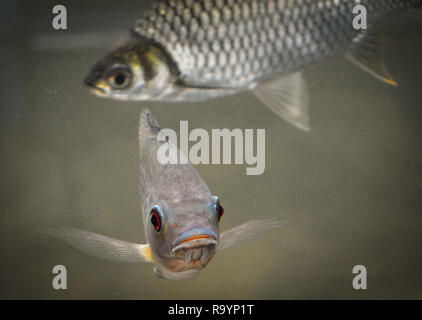 Tilapia-fisch und Java Widerhaken schwimmen in einem Teich/Silber Barb Stockfoto