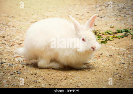 White Rabbit im Hof/Kaninchen sitzen auf dem Boden/Tier Bild Vintage Style Stockfoto