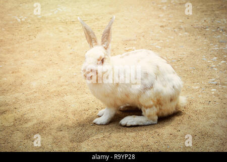 White Rabbit im Hof/Kaninchen sitzen auf dem Boden/Tier Bild Vintage Style Stockfoto