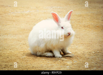 White Rabbit im Hof/Kaninchen sitzen auf dem Boden/Tier Bild Vintage Style Stockfoto