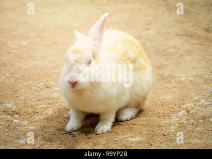 White Rabbit im Hof/Kaninchen sitzen auf dem Boden/Tier Bild Vintage Style Stockfoto