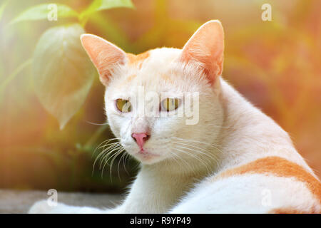 Thai Katze/Katze Rot und Weiß auf dem Boden liegend Stockfoto