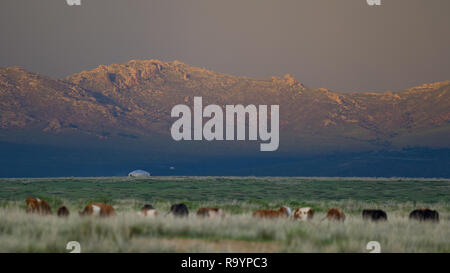 Mongolischen Gebirge mit weidenden Kühen und einsame Jurte in Distanz, Tsaagan Nuur, Bulgan, Mongolei Stockfoto