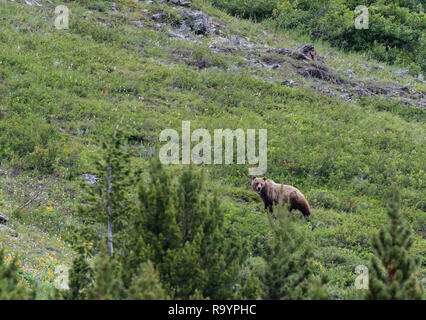 Lange Grizzly Bär schaut zurück in Richtung cub am Berghang Stockfoto