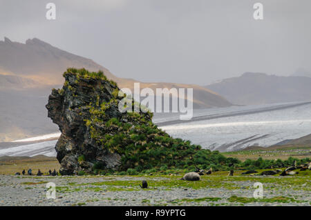 Eine Gruppe von Pelzrobben - Callorhinus ursinus - auf der Basis eines riesigen Felsens in Fortuna Bay, South Georgia Island ruht. Stockfoto