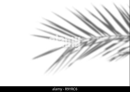 Sommer abstrakte exotischen Hintergrund von exotischen Schatten Palm Blätter auf einer weißen Wand. Weiß und Schwarz für Überlagerung ein Foto oder ein Mockup Stockfoto