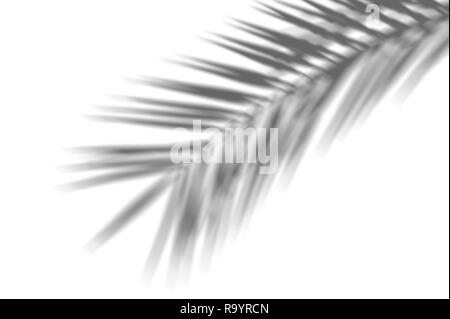 Sommer abstrakt Hintergrund der Schatten exotischen Palmen auf einer weißen Wand. Weiß und Schwarz für ein Foto oder ein Mockup Stockfoto