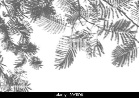 Zusammenfassung Hintergrund der Schatten Palm Blätter auf einer weißen Wand. Weiß und Schwarz für ein Foto oder ein Mockup Stockfoto