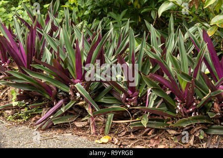 Tradescantia spathacea oder Oyster Anlage draußen wachsen Stockfoto
