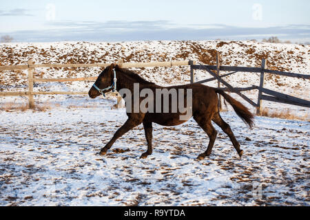 Schöne schwarze Pferd im Schnee Stockfoto