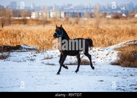 Schöne schwarze Pferd im Schnee Stockfoto