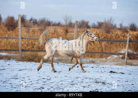 Junges Pferd läuft auf dem Schnee Stockfoto