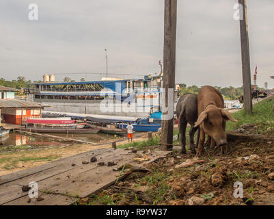 Caballococha, Peru - Dezember 11, 2017: Schweine auf dem Hintergrund einer Ladung Boot im Hafen auf dem Amazonas Stockfoto