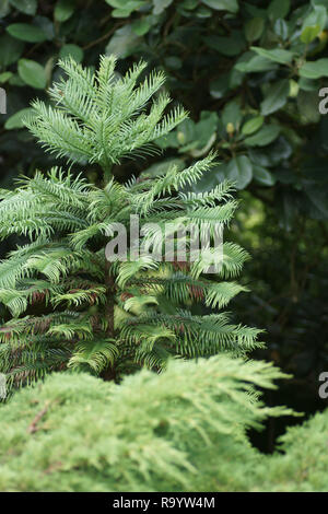 Wollemia Nobilis (Wollemi Pine) Stockfoto