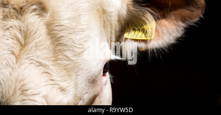 Nahaufnahme auf das Gesicht eines Hereford Bull. UK. Stockfoto