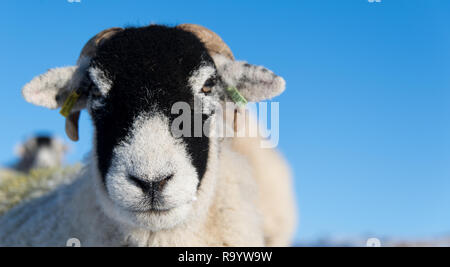 Swaledale Mutterschafe im Schnee warten abgedeckt Weide für Shepherd sie extra Futter bringen. North Yorkshire, UK. Stockfoto