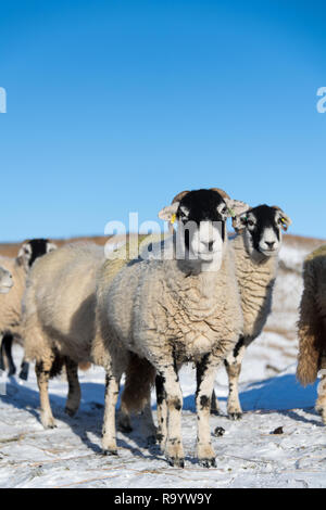 Swaledale Mutterschafe im Schnee warten abgedeckt Weide für Shepherd sie extra Futter bringen. North Yorkshire, UK. Stockfoto