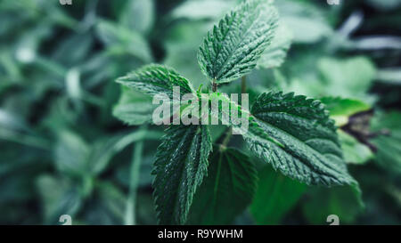 In der Nähe von Brennnesseln auf Wiese in der Morgendämmerung Stockfoto