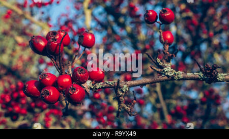 Rote Hagebutten unter blauem Himmel im Herbst Stockfoto