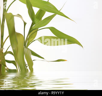 Bambusblätter Spiegel im Wasser reflektiert, spa Hintergrund Stockfoto