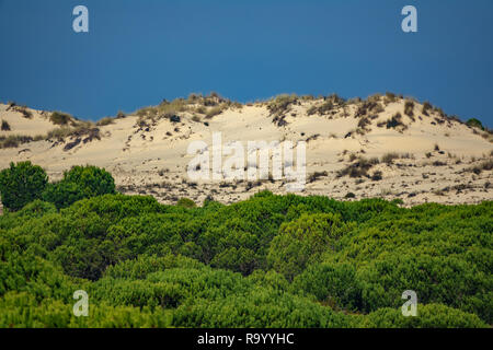 Kiefernwald und sandigen Hügel im Tal der Wüste Stockfoto