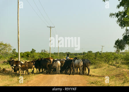 Eine junge kenianische Junge mit seiner Herde von Boran Kühe in den Schatten eines Baumes auf einer Schotterstraße, Kenia Stockfoto