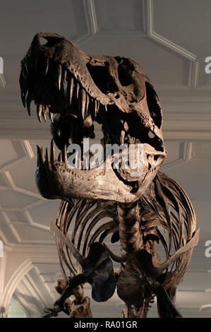 T-Rex Skelett im Museum Stockfoto