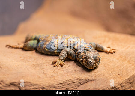 Reich verzierte stacheligen tailed lizard Uromastyx ornata, ruht auf einem Felsen Stockfoto