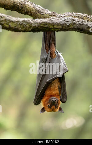 Große malaiische Flying Fox, Pteropus vampyrus, bat hängen von einer Niederlassung. Stockfoto