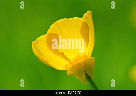 Knolligen Hahnenfuß (Ranunculus bulbosus), in der Nähe einer einzigen Blume mit Hintergrundbeleuchtung. Stockfoto