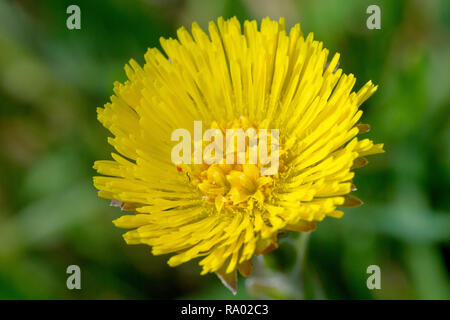 Die Colt-Fuß (Tussilago farfara), Nahaufnahme der einzelnen Blume Kopf. Stockfoto