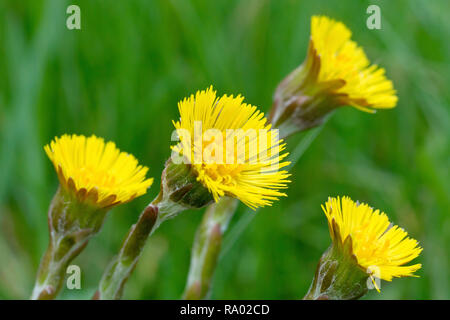 Die Colt-Fuß (Tussilago farfara), in der Nähe einer Gruppe von Blumen wachsen am Straßenrand. Stockfoto