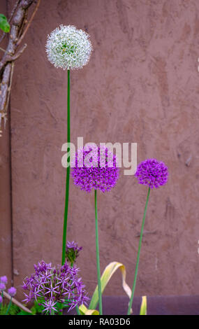 Allium aflatunense (Zwiebel) im Garten wächst, Großbritannien Stockfoto