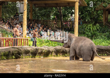 Singapur, Dezember 2018: Asiatischer Elefant, Elephas maximus, unterhalten die Besucher in den Zoo. Stockfoto