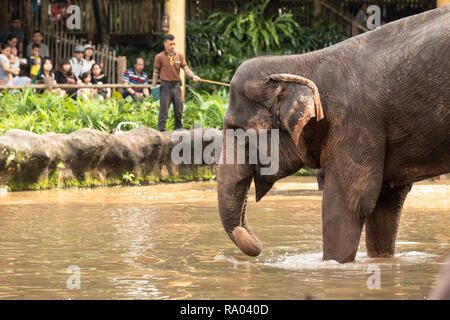 Singapur, Dezember 2018: Asiatischer Elefant, Elephas maximus, unterhalten die Besucher in den Zoo. Stockfoto