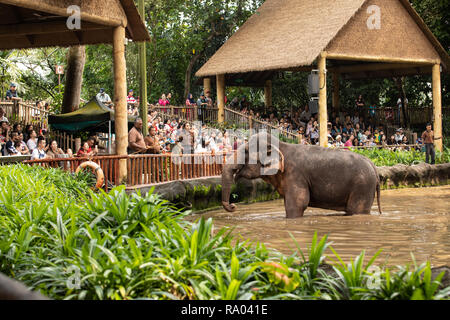 Singapur, Dezember 2018: Asiatischer Elefant, Elephas maximus, unterhalten die Besucher in den Zoo. Stockfoto